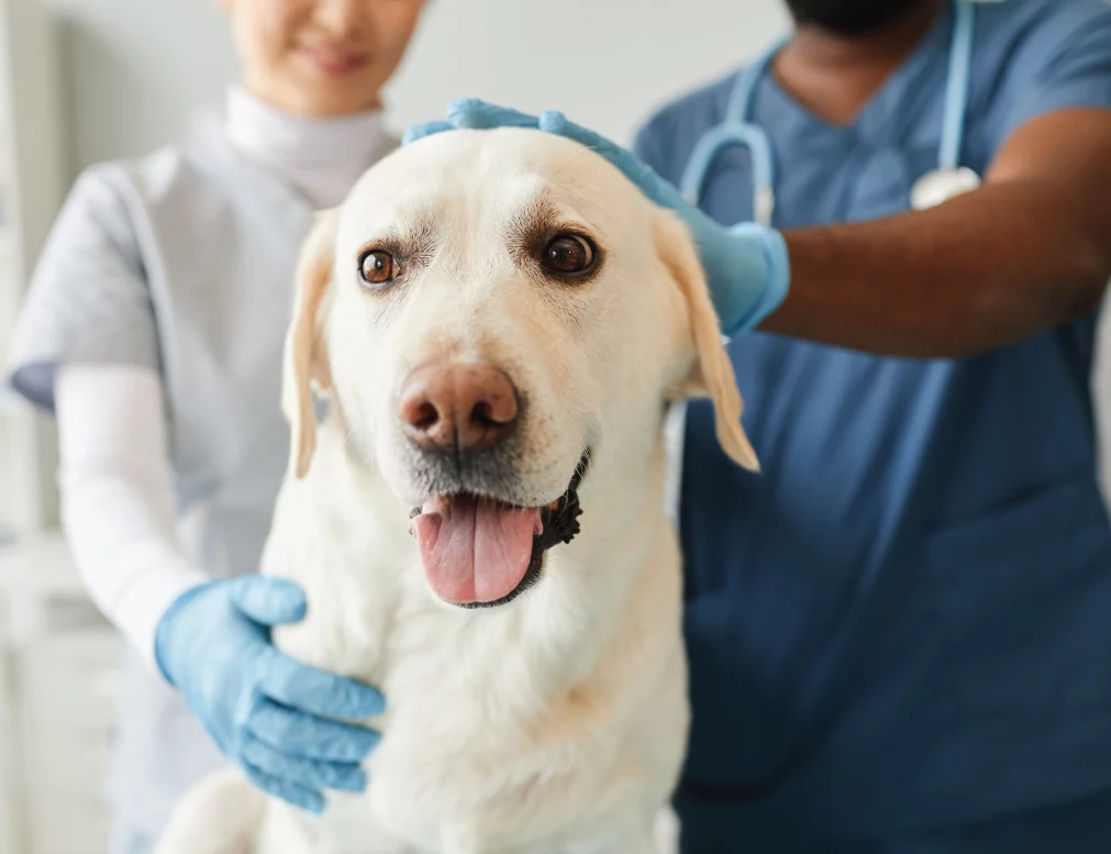 Expectations at a Veterinary Clinic